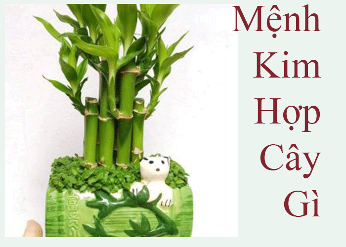 Giải đáp: Mạng Kim hợp cây nào nhất?