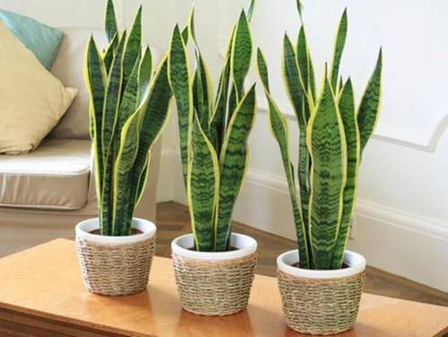 Bạn đã biết: Cây lưỡi hổ hợp tuổi nào nhất chưa?