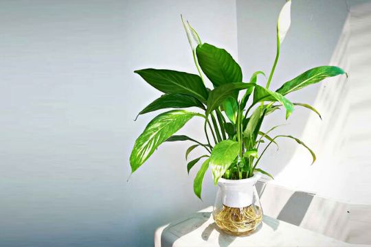 Ý nghĩa cây Lan Ý trong phong thủy