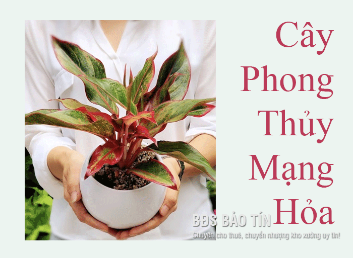 Cây phong thủy mạng Hỏa hợp nhất cây nào?