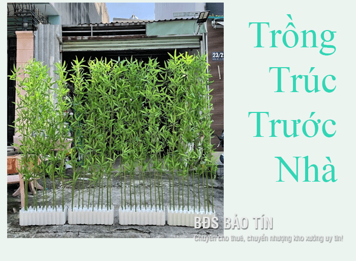 Giải đáp: Trồng Trúc trước nhà tốt không?