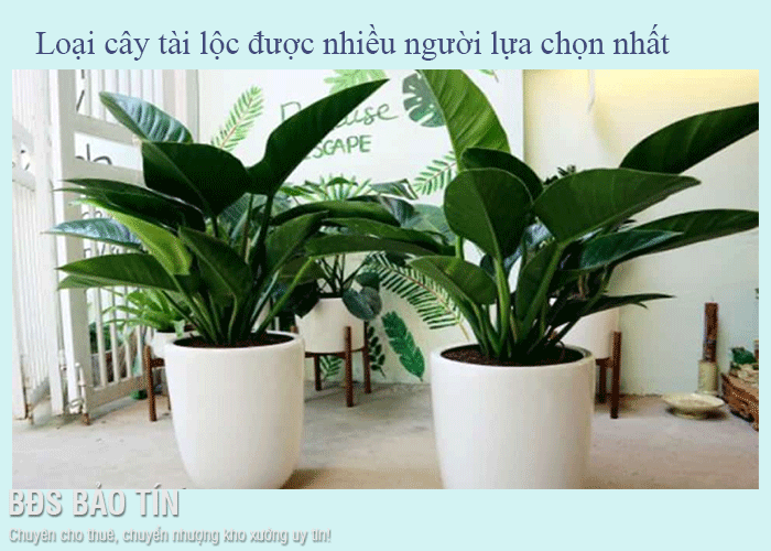 5 loại cây tài lộc được nhiều người lựa chọn nhất