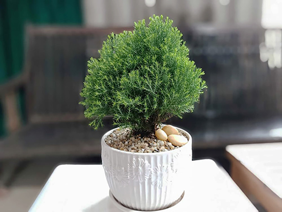 Cây Tùng Bồng Lai tuổi thân có hợp hay không?