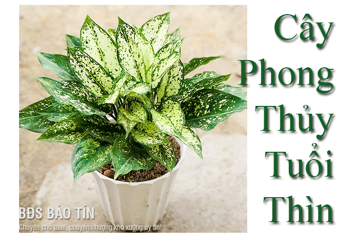 Tổng hợp ngay các cây phong thủy tuổi Thìn