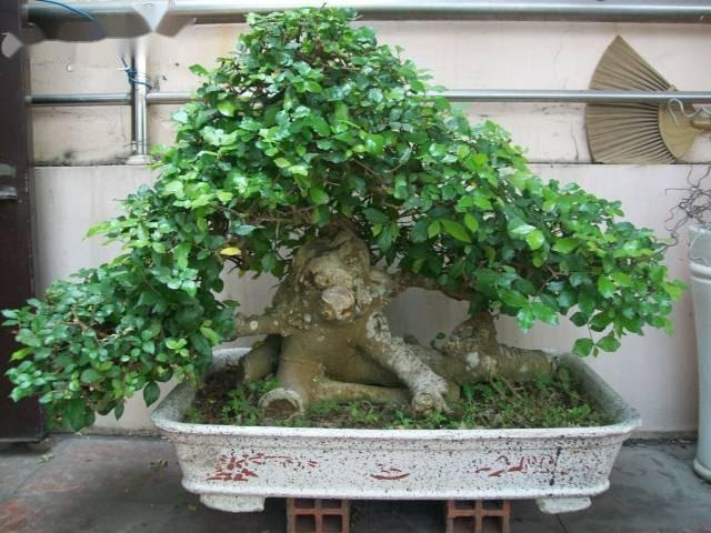 Giải đáp: Ý nghĩa phong thủy cây duối cảnh