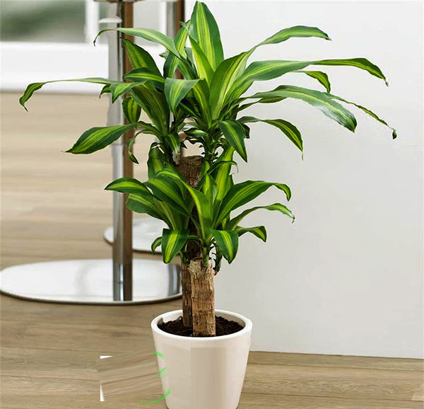 Giải đáp: Trồng cây phát tài trong nhà có tốt không