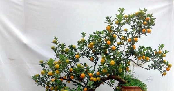 Có nên trồng cây quất trước cửa nhà