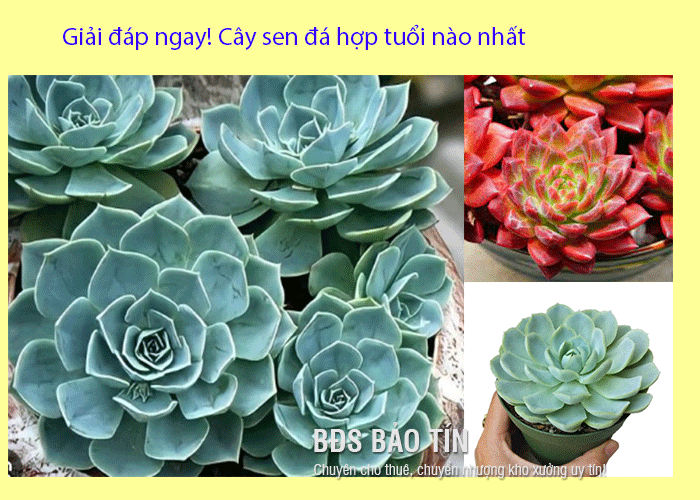 Giải đáp ngay! Cây sen đá hợp tuổi nào nhất?