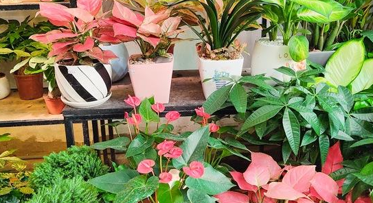 Cây phong thủy tuổi thân 1992 hợp nhất là loại nào?