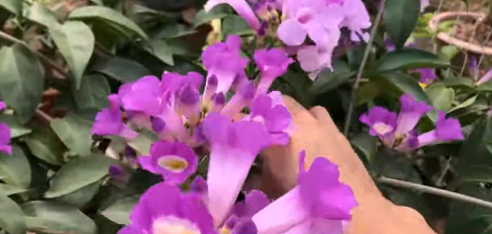 Đặc điểm ý nghĩa phong thủy Cây Lan Tỏi