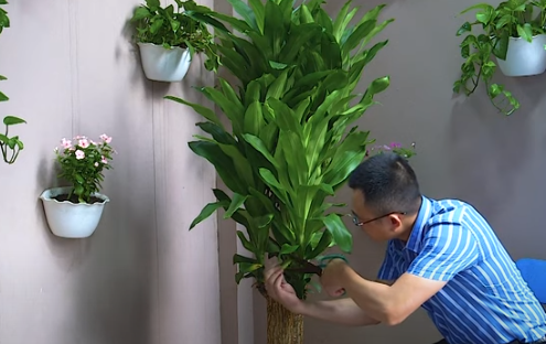 Giải đáp: Có nên trồng cây thiết mộc lan trước của nhà