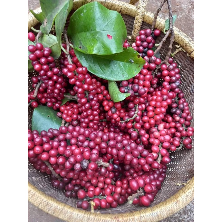Đặc điểm phong thủy - Cách chăm sóc cây Chòi Mòi