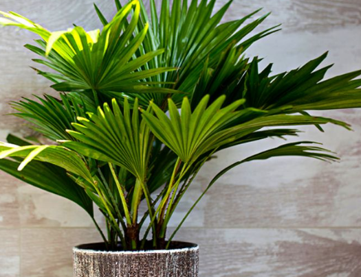 Ý nghĩa của việc trồng cây cảnh trong nhà