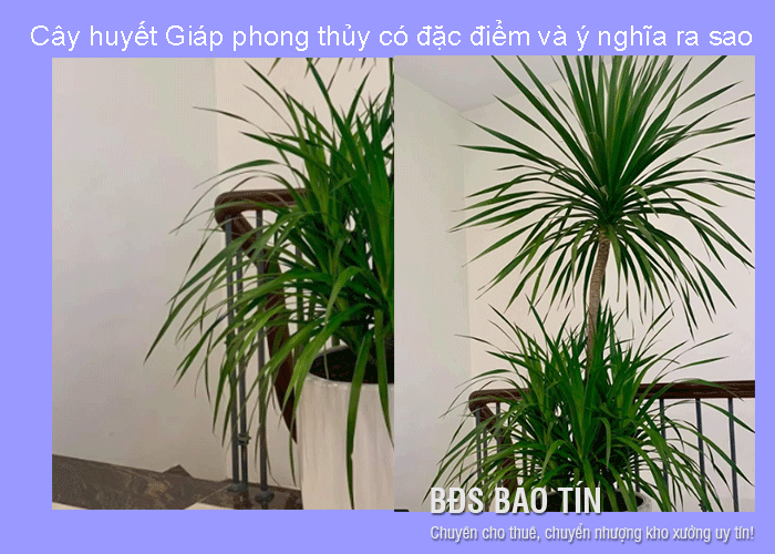 Đặc điểm ý nghĩa của Cây huyết giác phong thủy