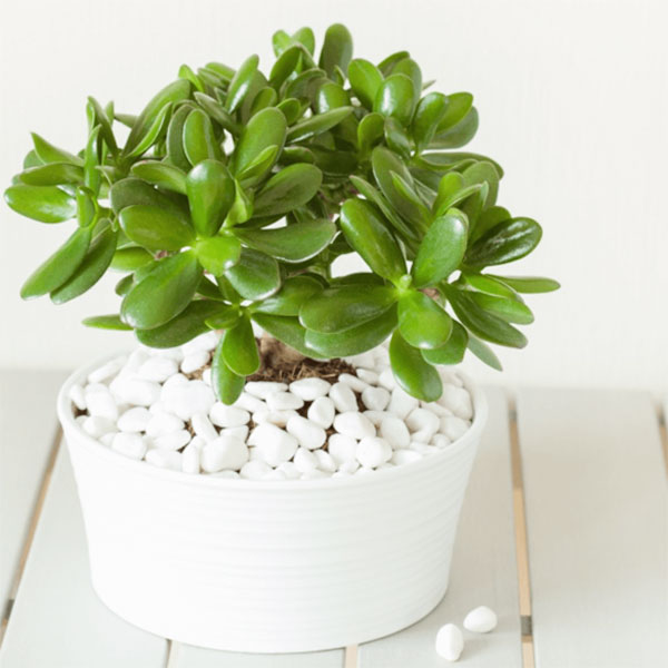 Cây hợp tuổi Tuất là những cây nào?