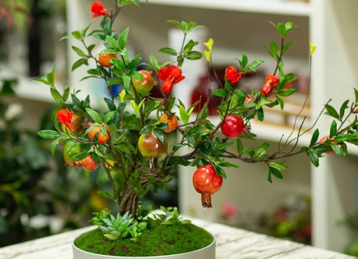 Đặc điểm ý nghĩa của cây lựu phong thủy