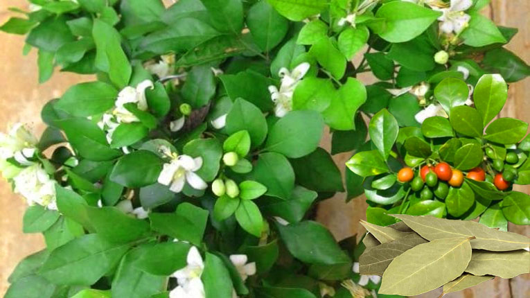 Chi tiết về cây nguyệt Quế Phong Thủy