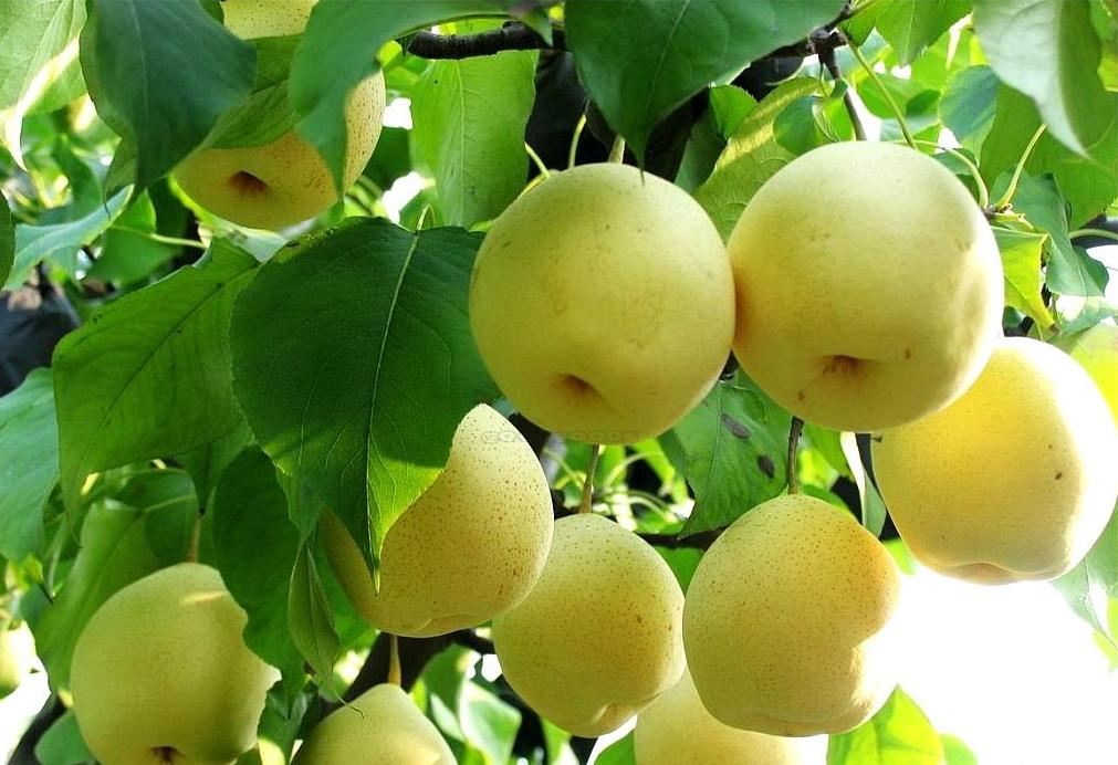 Top những cây không nên trồng trong nhà