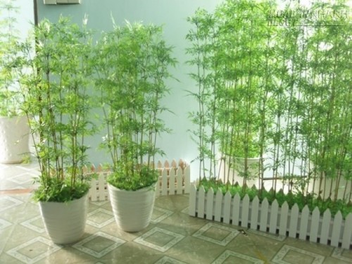 Giải đáp: Ý nghĩa của cây trúc phong thủy