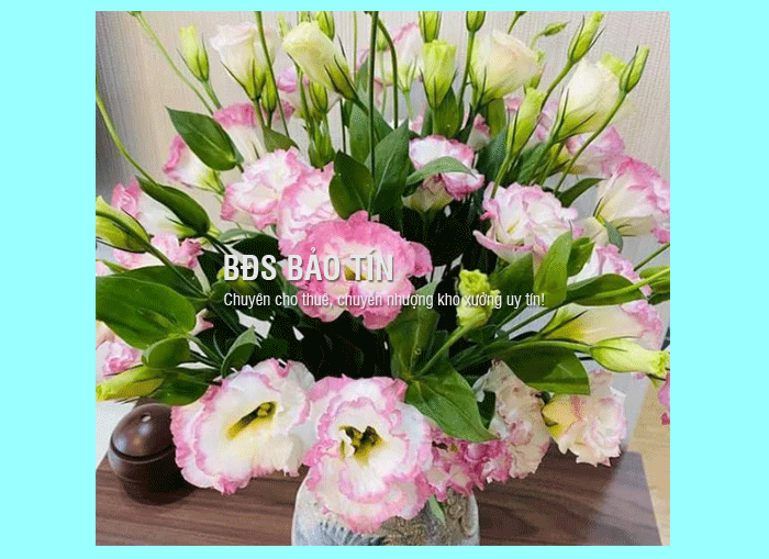 Top các hoa phong thủy ngày tết