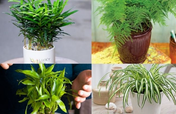 Top các cây phong thủy hợp tuổi vợ chồng