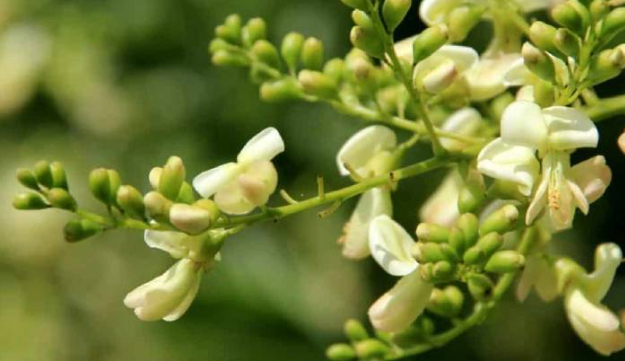 Thông tin đặc điểm về cây hòe phong thủy