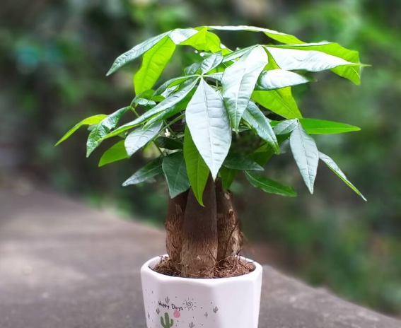 Cây hợp tuổi Tuất nhất là loại cây nào?