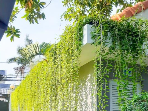 Nên trồng cây gì đối với nhà hướng tây