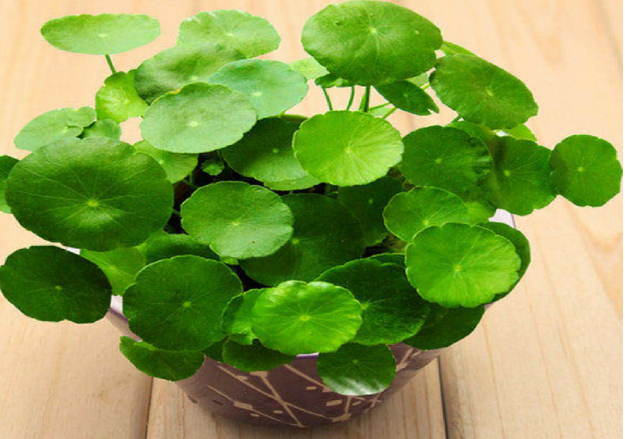 Giải đáp: Cây cỏ đồng tiền hợp mệnh gì