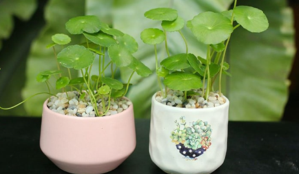 Cây cỏ đồng tiền phù hợp với tuổi nào nhất?