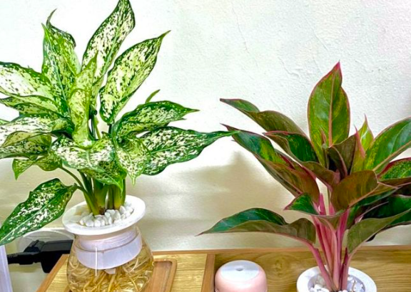 Giải đáp đặc điểm về cây ngọc ngân phú quý