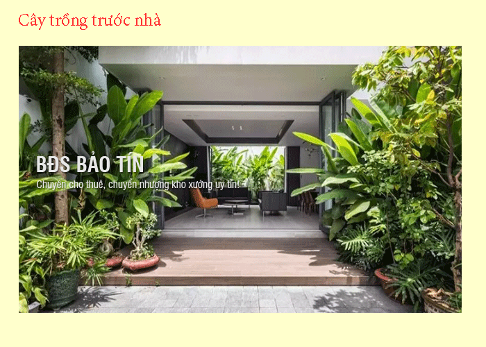 Lợi ích việc trồng cây cảnh trước nhà