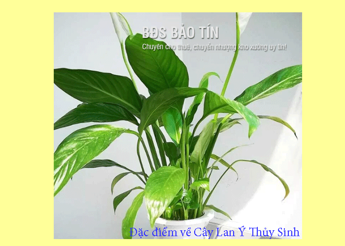 Đặc điểm về Cây Lan Ý Thủy Sinh