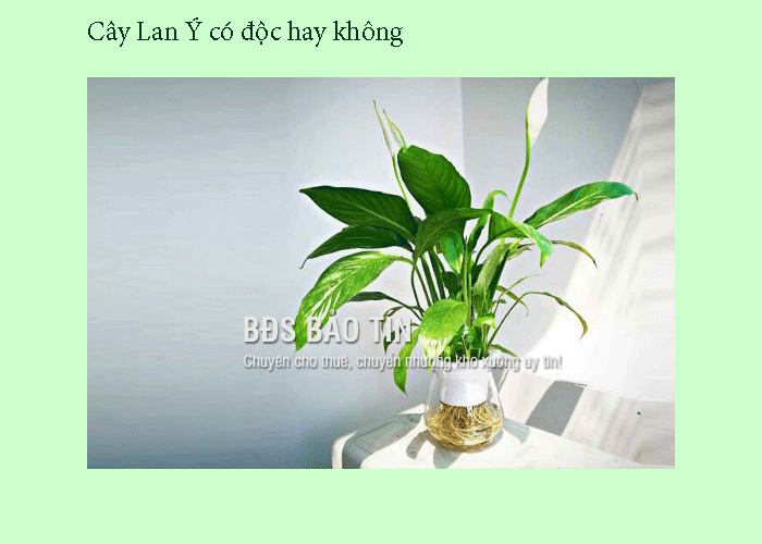 Giải đáp: Cây Lan Ý có độc hay không