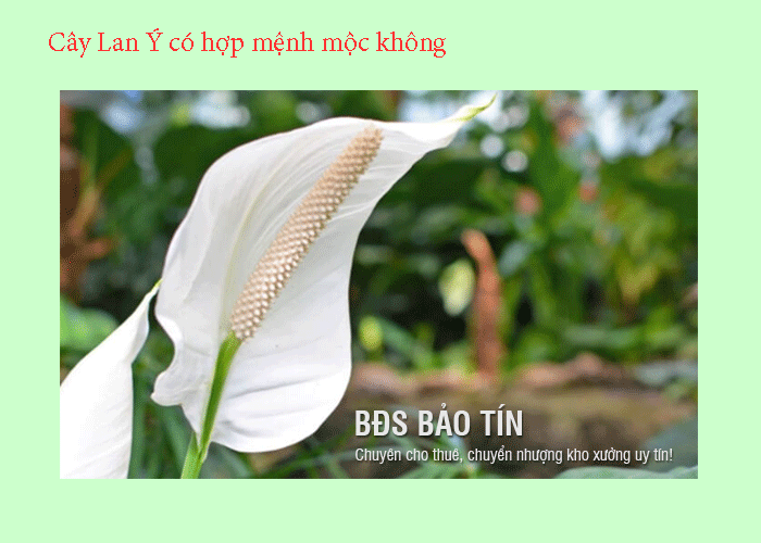 Giải đáp: Cây Lan Ý có hợp mệnh mộc không?