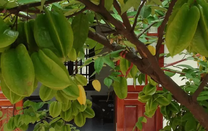 Nên trồng cây khế trước nhà hay không?
