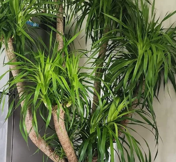 Cây phát tài núi bị thối thân phải làm sao?