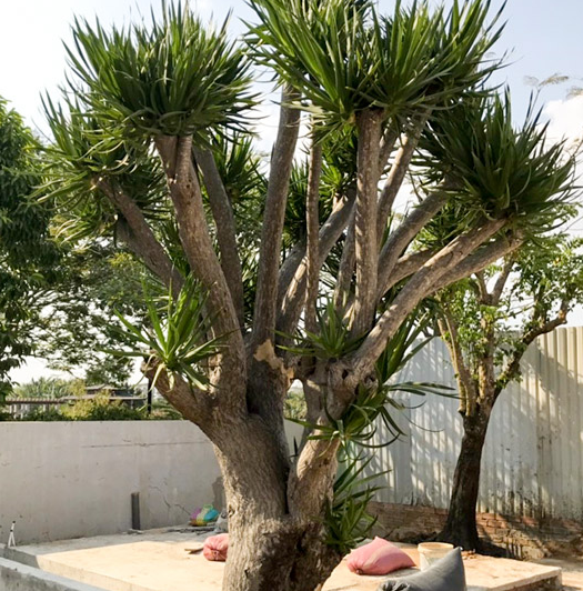 Cây phát tài núi có hợp mệnh Thổ không vậy?