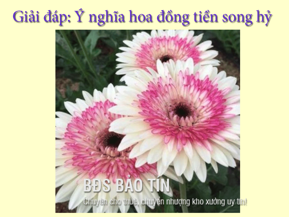 Giải đáp: Ý nghĩa hoa đồng tiền song hỷ
