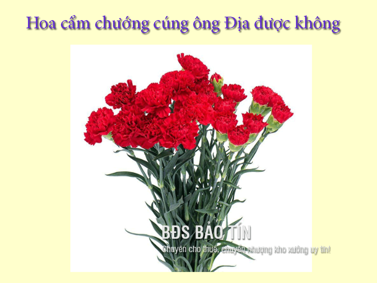 Hoa cẩm chướng cúng ông Địa được không?