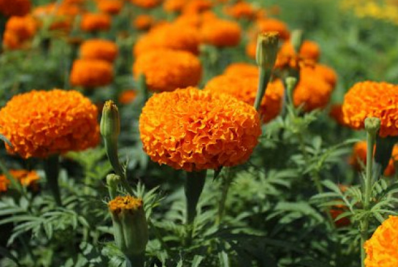 Tìm hiểu Cắm hoa cúng Thần Tài bao nhiêu bông