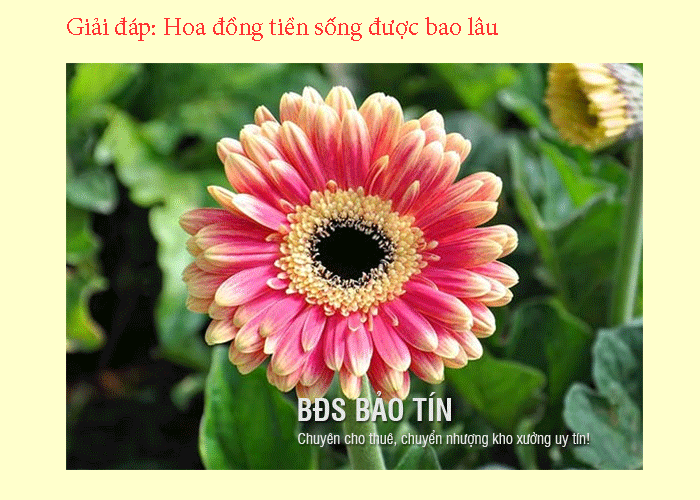 Giải đáp: Hoa đồng tiền sống được bao lâu
