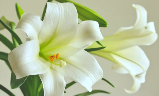 Tìm hiểu ý nghĩa của hoa Huệ Trắng