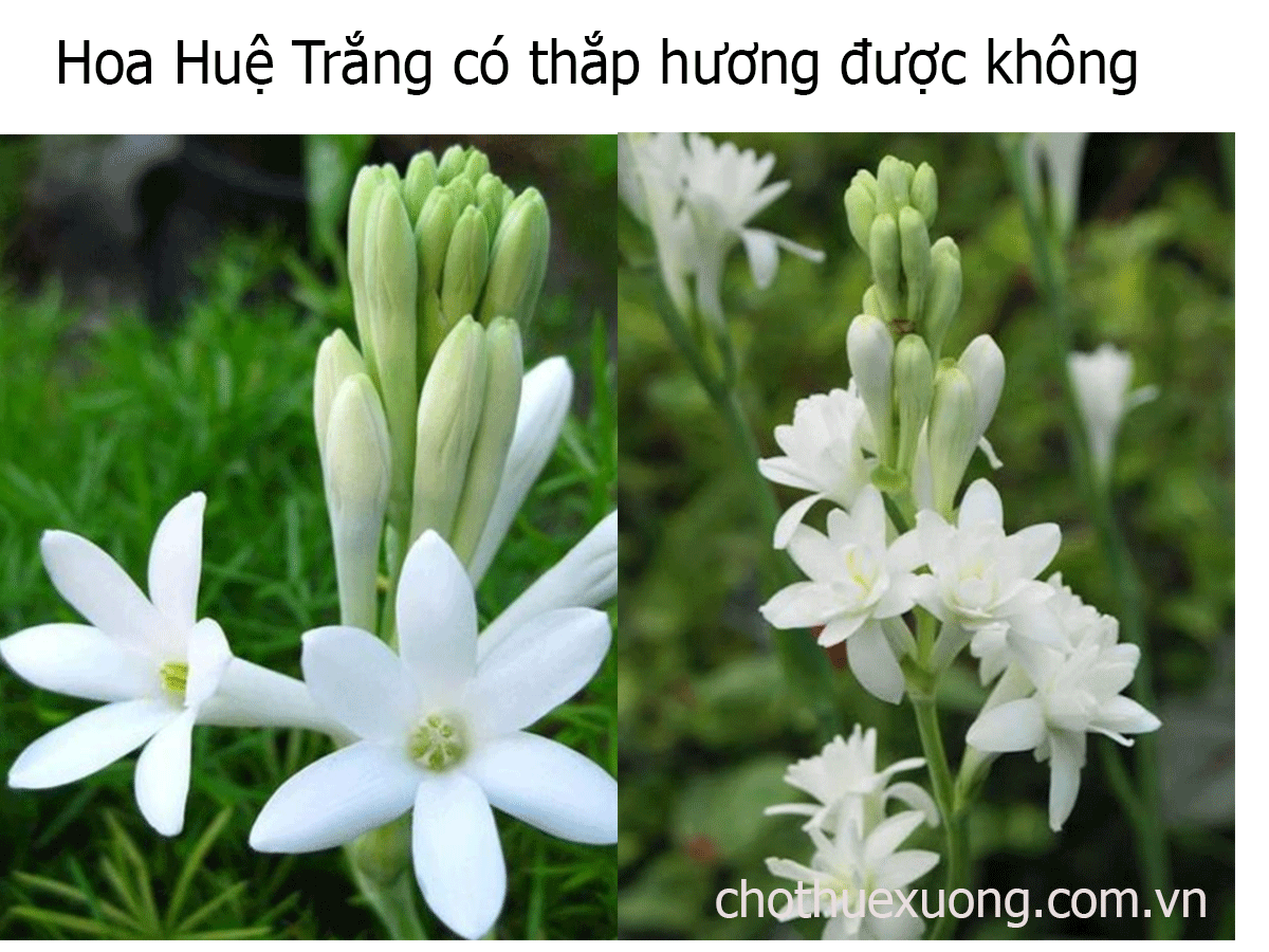 Hoa Huệ Trắng có thắp hương được không vậy?
