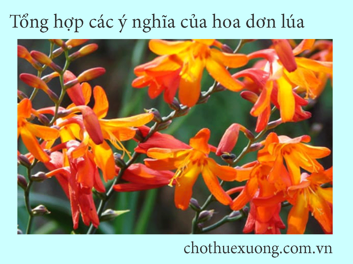 Tổng hợp các ý nghĩa của hoa dơn lúa
