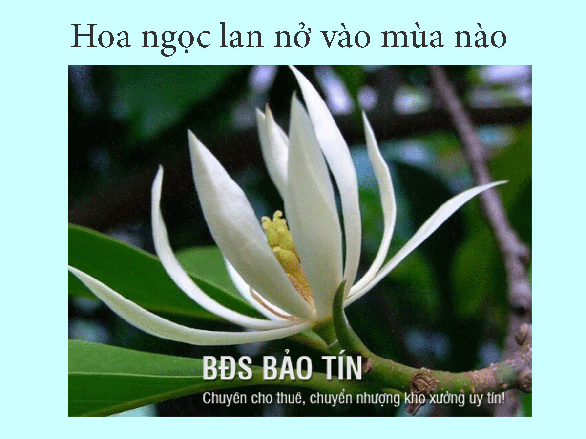 Giải đáp ngay: Hoa ngọc lan nở vào mùa nào