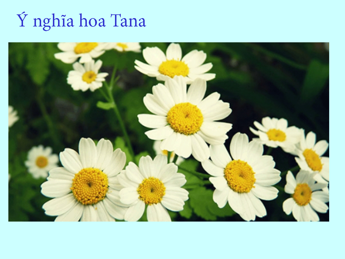 Bật mí các Ý nghĩa hoa cúc Tana