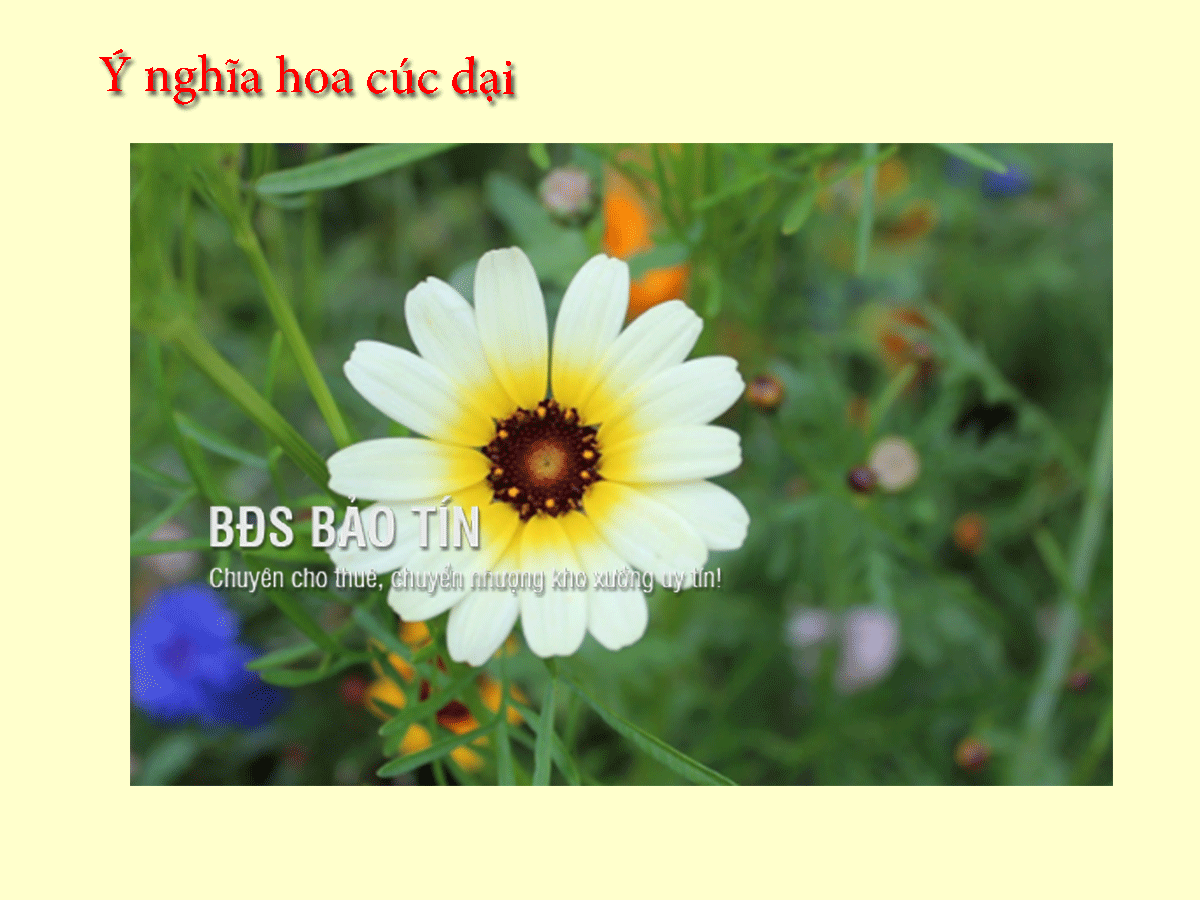 Tổng hợp ý nghĩa hoa cúc dại trong tình yêu cuộc sống