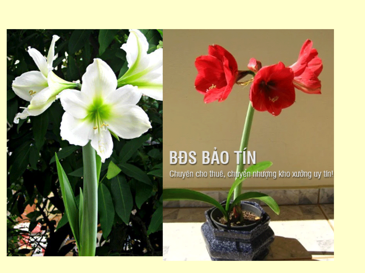 Hoa huệ tây với tác dụng gì? Đặc điểm chi tiết