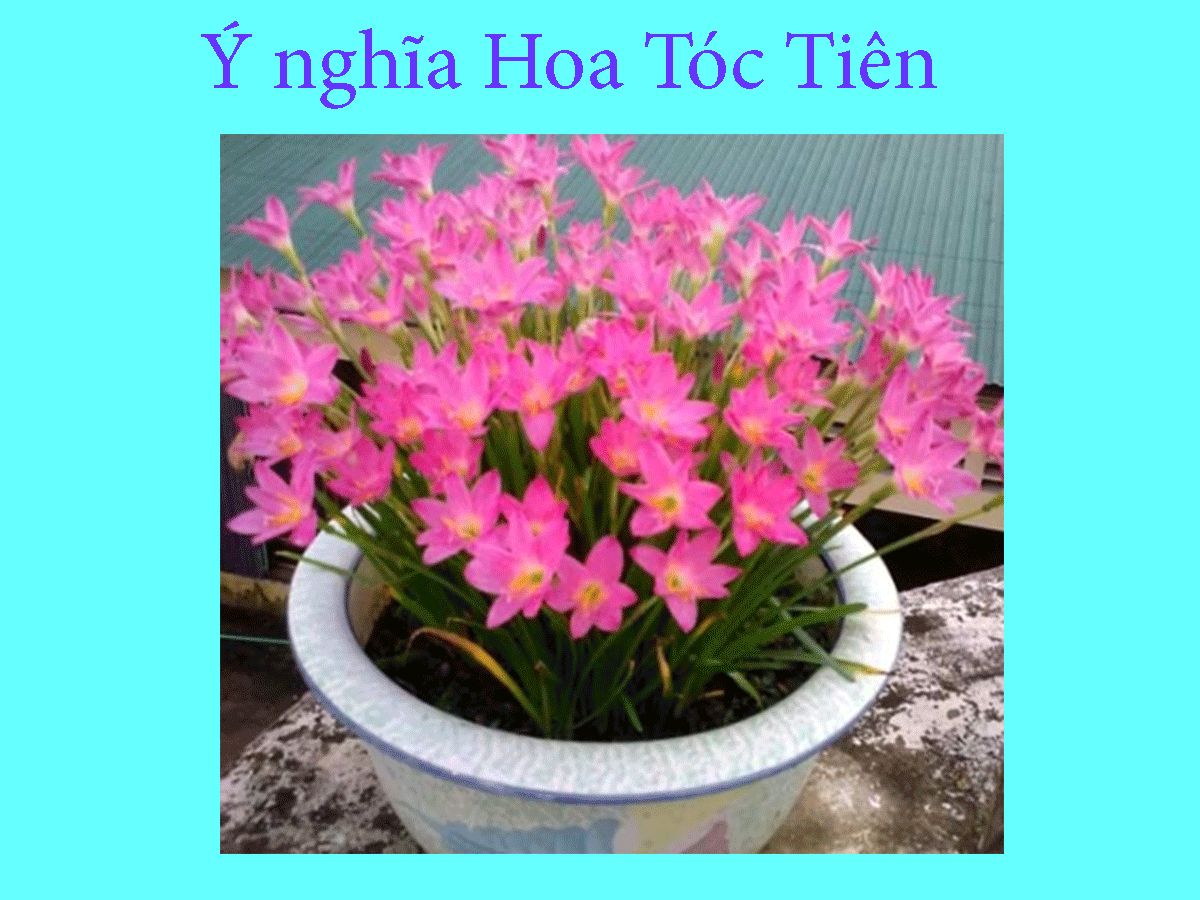 Tìm hiểu cách trồng hoa tóc tiên ra nhiều hoa